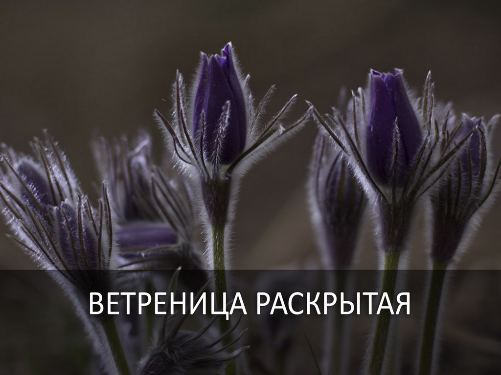 Ветреница раскрытая