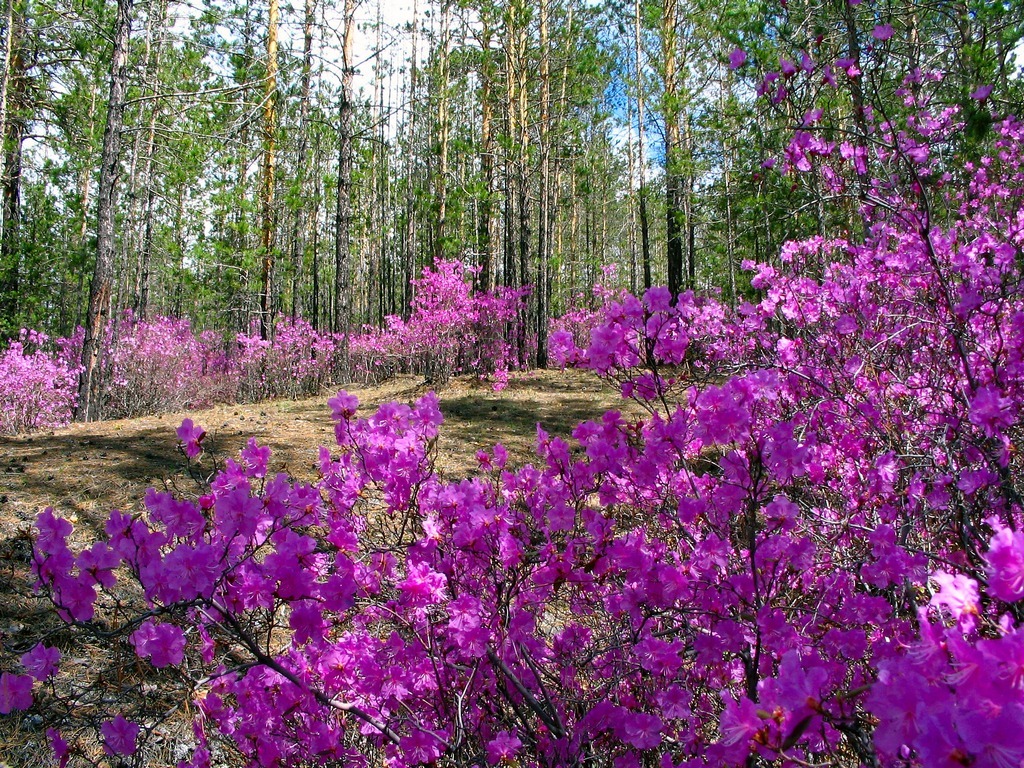 Рододендрон даурский