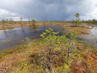 Верховое болото