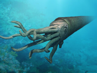 Гиганты морских глубин