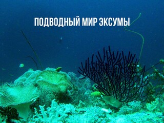 Подводный мир Эксумы