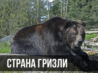 Страна гризли