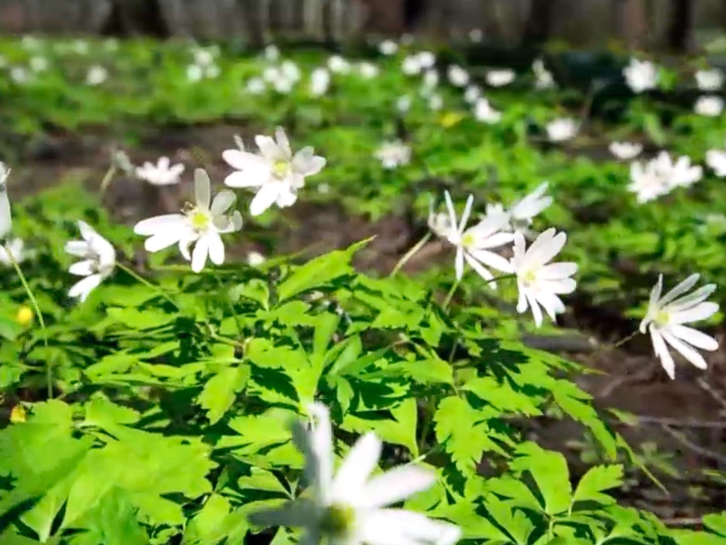 Весенний лес