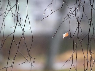 Последний лист