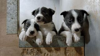 Щенячьи секреты: первые полгода