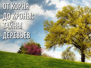От корня до кроны: тайны деревьев