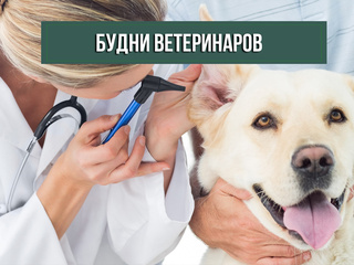 Будни ветеринаров