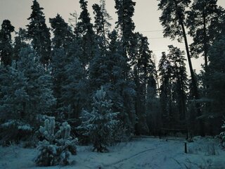 Кунеевский лес
