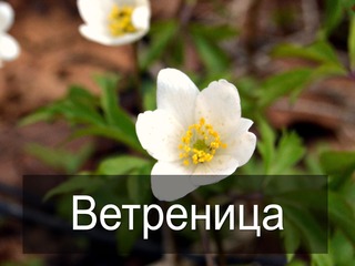Ветреница