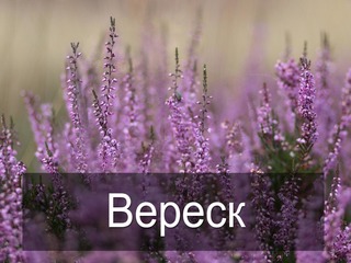Вереск