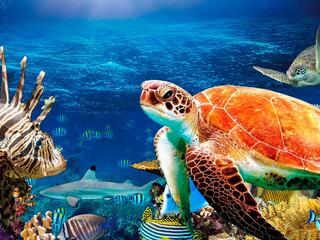 Тайны Красного моря