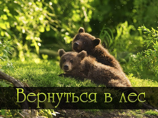 Вернуться в лес