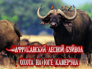 Африканский лесной буйвол. Охота на юге Камеруна