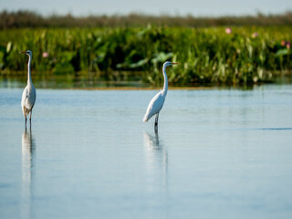 Астраханский заповедник
