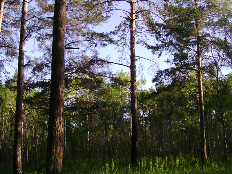 Кунеевский лес