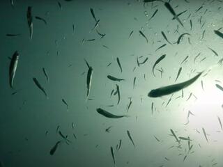 Река Уна. Балканское чудо