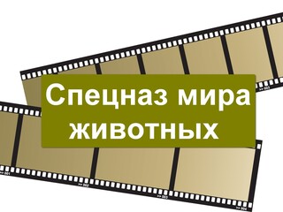 Спецназ мира животных. Морские котики
