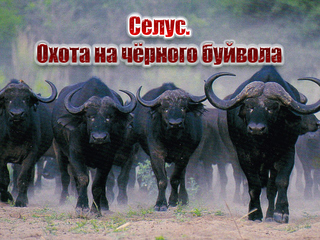 Селус. Охота на чёрного буйвола