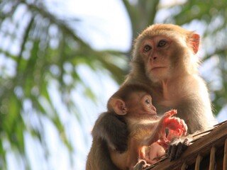 Остров шимпанзе