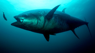 Спасти синего тунца