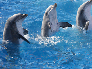 Дельфины Нороньи