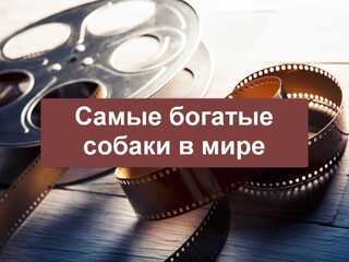 Самые богатые собаки в мире
