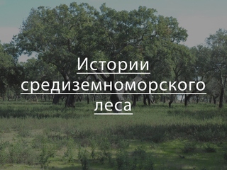 Истории средиземноморского леса