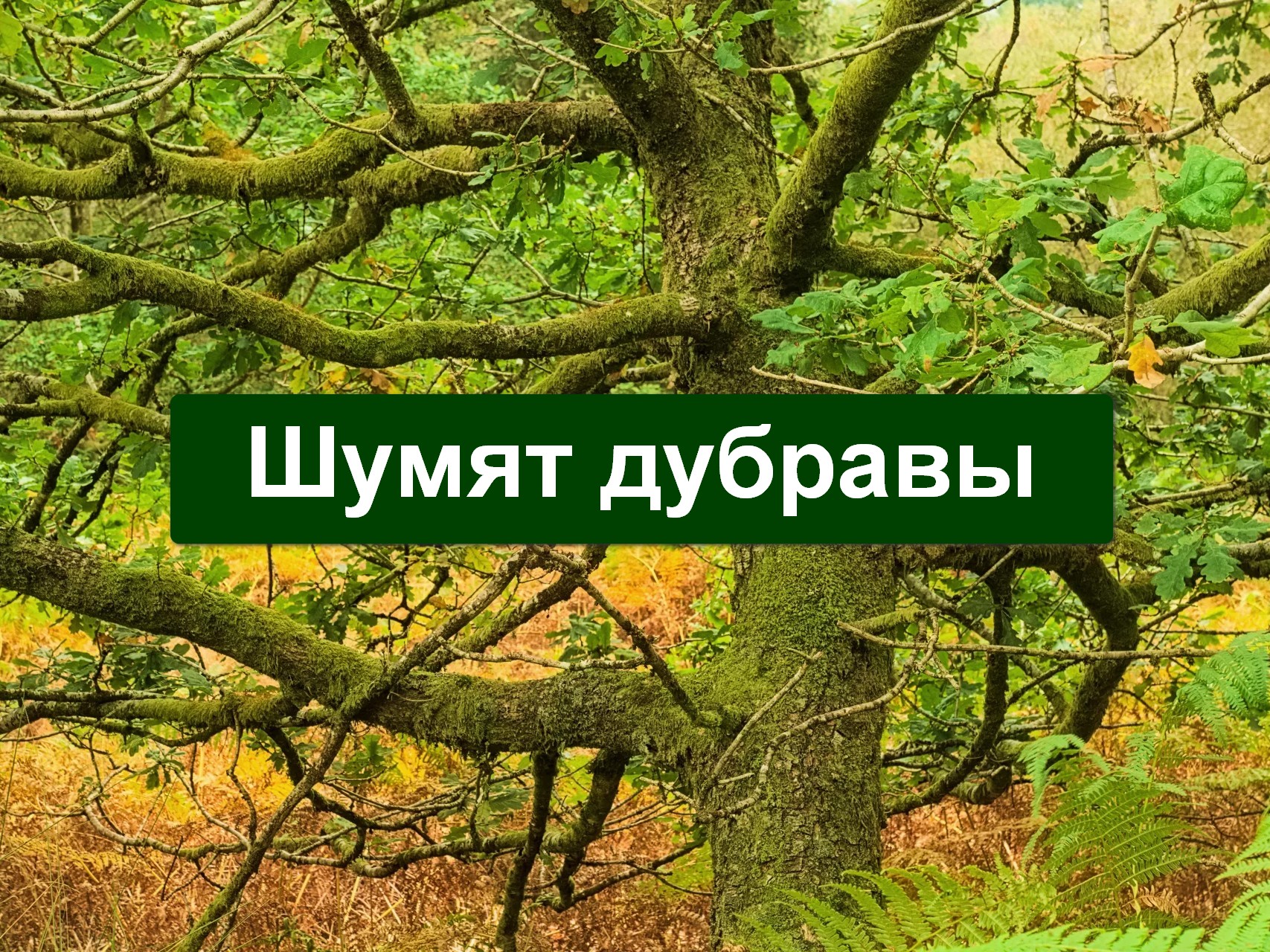 Шумят дубравы