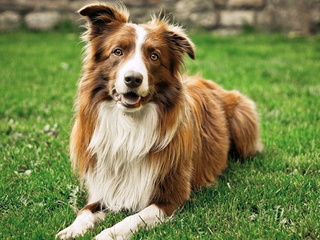 Моя уэльская овчарка