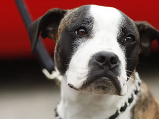 Истории спасения