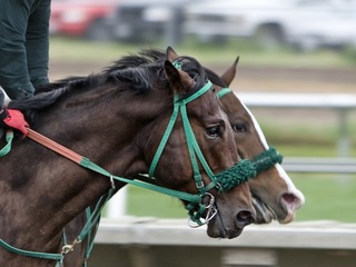 Бега. Prix de l'ile-de-france. Трансляция из Франции