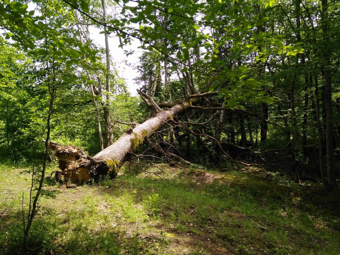 Урочище волчьи ворота