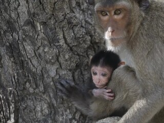 Жизнь среди обезьян