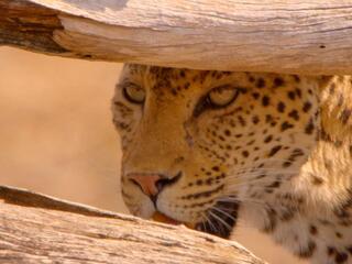Выжить в дикой природе