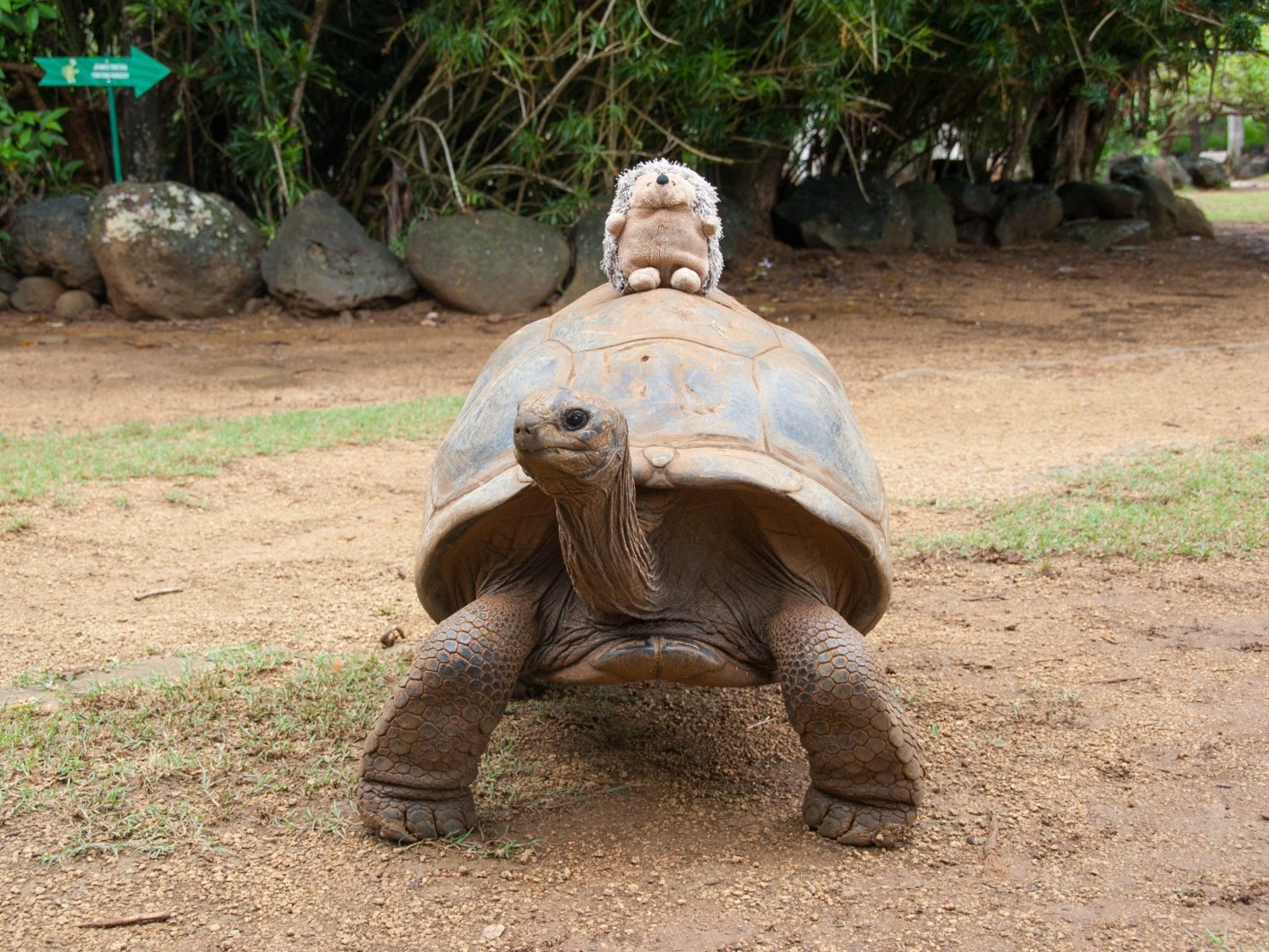 Зоопарк на Маврикии. Огромные черепахи