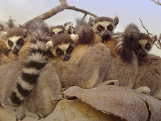 Тропический маршрут