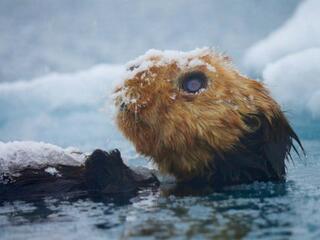 Тайны снежных обитателей