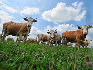 Сельское хозяйство Приморья: качество и доступность