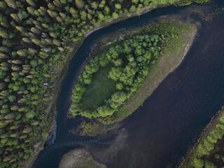 Лешукония. Ускользающая красота