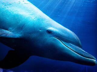 Правда о дельфинах