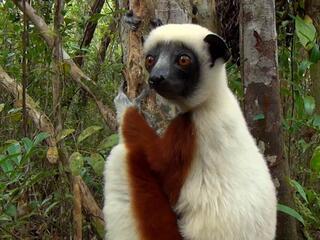 Тайны Мадагаскара