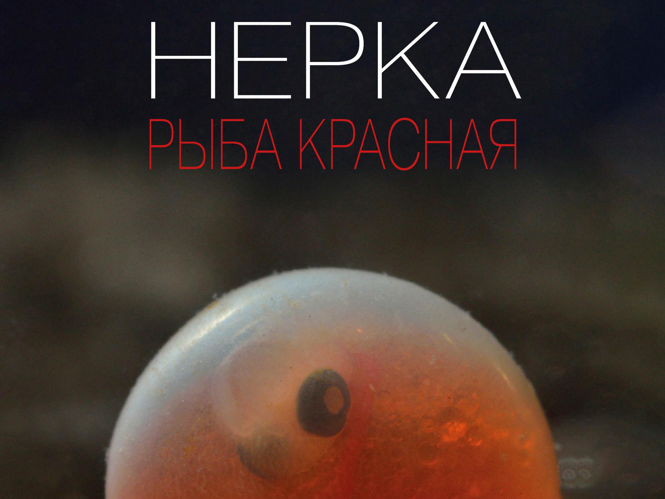 Нерка. Рыба красная