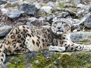 Браконьеры на дикого барса