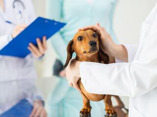 Записки новозеландских ветеринаров