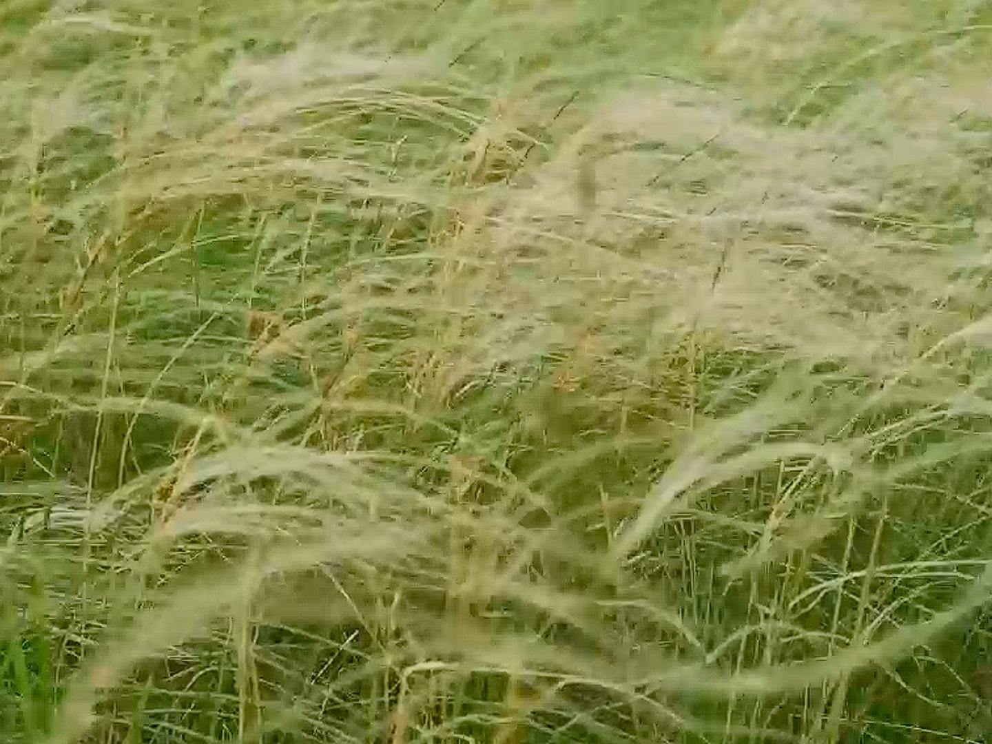 Ковыль