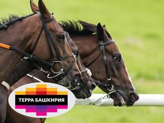 Скачки. Конноспортивный турнир Терра Башкирия 2021. 7 этап