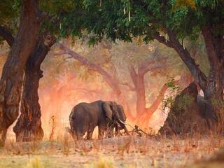 Куда поехать на сафари. парк Мана-Пулс