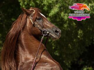 Скачки. Конноспортивный турнир Терра Башкирия 2021. 8 этап