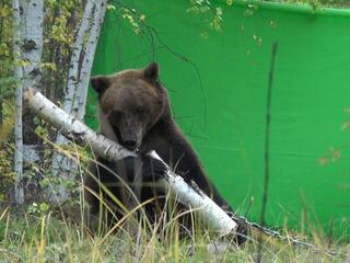 Сура5а суох