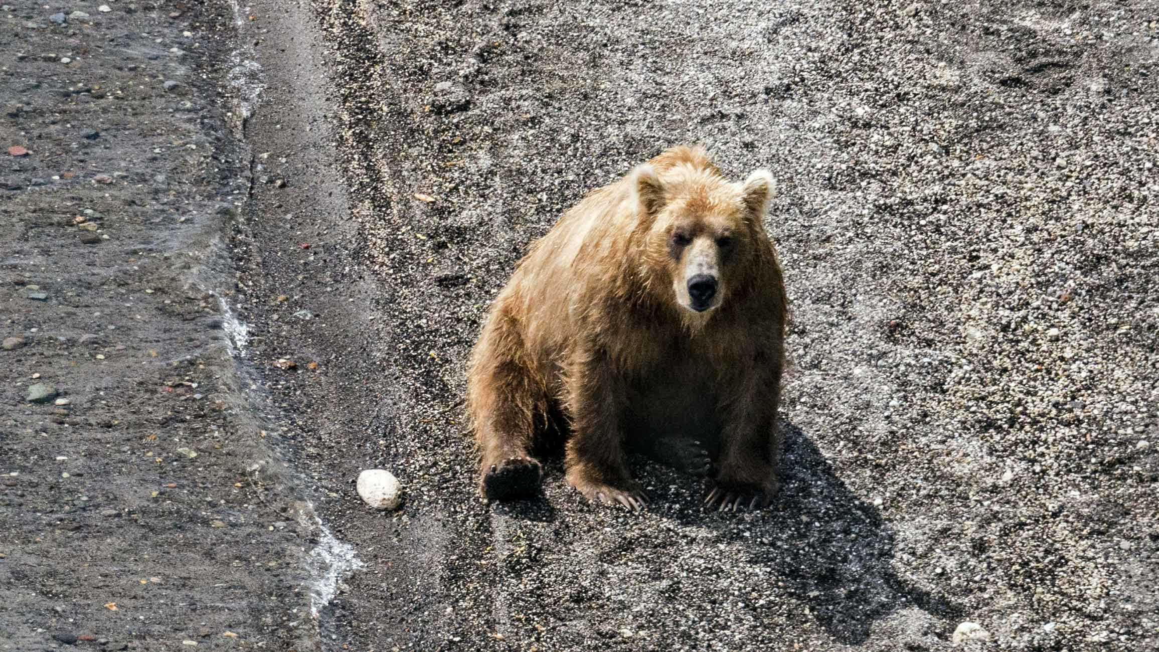 Медведи на реке Хакыцин